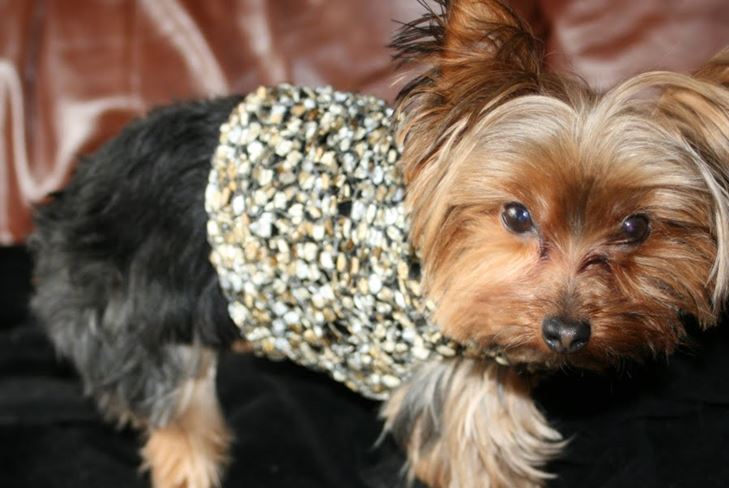Vestido Pet para el invierno: Ropa para York