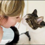 Tumor en un gato