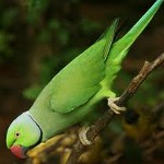 El loro quemado