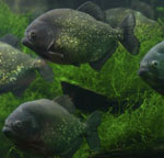 Pirañas en tu acuario