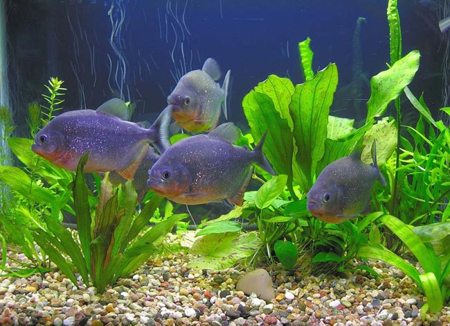 Pirañas en tu acuario