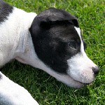 Piroplastosis en perros