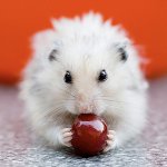 Alimentar hámsters: puedes y no puedes