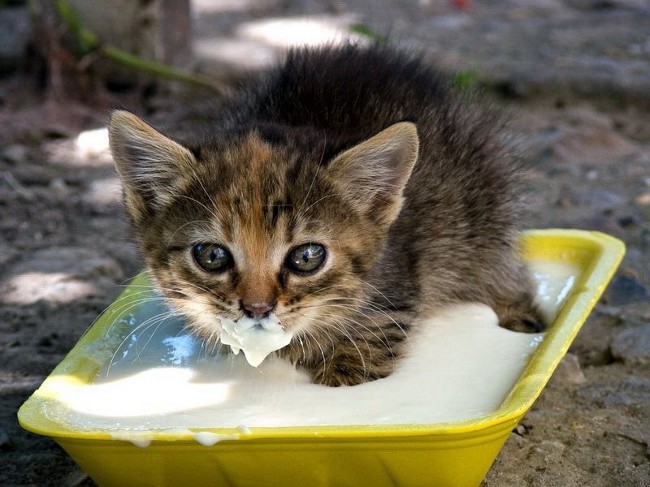 Alimentando a los gatitos. ¿Qué alimentar al gatito?