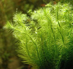 ¿Por qué sufren las plantas de acuario? ¿Por qué sufren las plantas de acuario?
