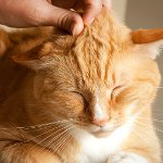 ¿Por qué los gatos ronronean?