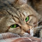 Ácaro subcutáneo en gatos