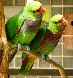 Loros amazónicos: contenido, cuidado, alimentación