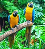 Loros del guacamayo