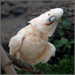 Loros de Cockatoo
