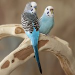 El loro estornuda: ¿qué hacer?