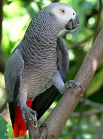 Jacques Parrot: contenido en casa