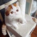Raza de gatos exot