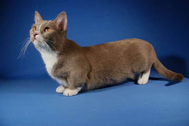 Raza de gatos: munchkin