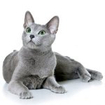 Raza de gato azul ruso Raza de gato azul ruso