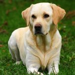 Raza Labrador
