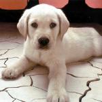 La raza de perros alabai