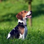 Raza de perros beagle