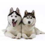 Raza de perro Husky