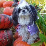 Raza de perros Shih Tzu