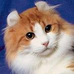 Razas de gatos: American Curl
