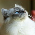 Razas de gatos: gato birmano