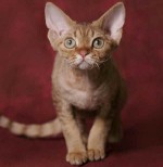 Razas de gatos: Devon Rex