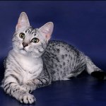 Razas de gatos: egipcio Mau