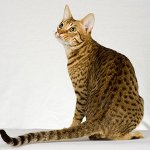 Razas de gatos: ocicat