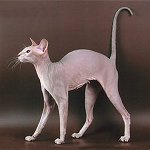 Razas de gatos: la Esfinge de San Petersburgo