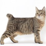 Razas de gatos: pixibob