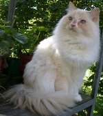 Razas de gatos: ragamuffin
