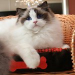 Razas de gatos: ragdoll