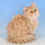 Razas de gatos: Selkirk rex Razas de gatos: Selkirk rex