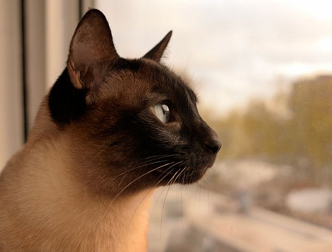 Razas de gatos: gato siamés
