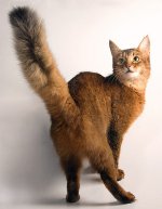 Razas de gatos: gato somalí