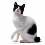 Razas de gatos: Bobtail japonés