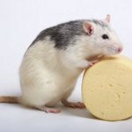 Rocas de ratas