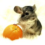 Razas de chinchillas