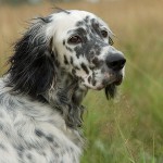 Razas de perros: Setter inglés