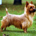 Razas de perros: Terrier australiano