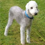 Razas de perros: bedlington terrier