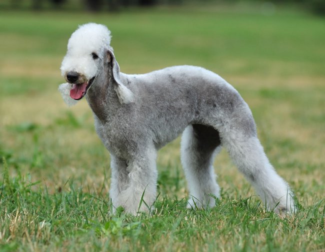 Razas de perros: bedlington terrier