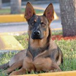 Razas de perros: pastor belga Malinois Razas de perros: pastor belga Malinois
