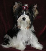 Razas de perros: Yorkshire terrier Razas de perros: Yorkshire terrier
