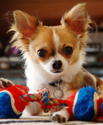Razas de perros: chihuahua