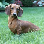 Razas de perros: dachshund de pelo liso