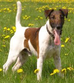Razas de perros: fox terrier de pelo liso Razas de perros: fox terrier de pelo liso