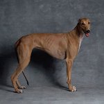 Razas de perros: Galgo