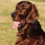 Razas de perros: Irish Setter Razas de perros: Irish Setter